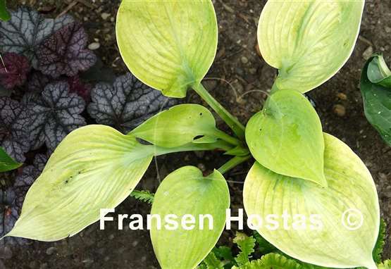 Hosta New Gold Dream